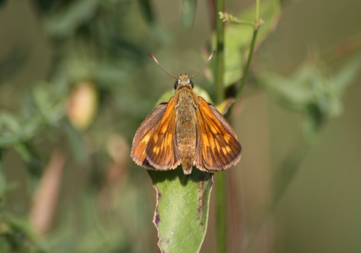 Ochlodes venatus?